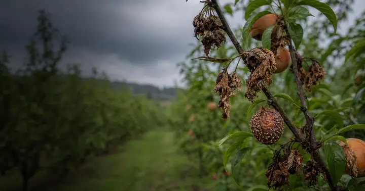 Monilioza la pomi fructiferi